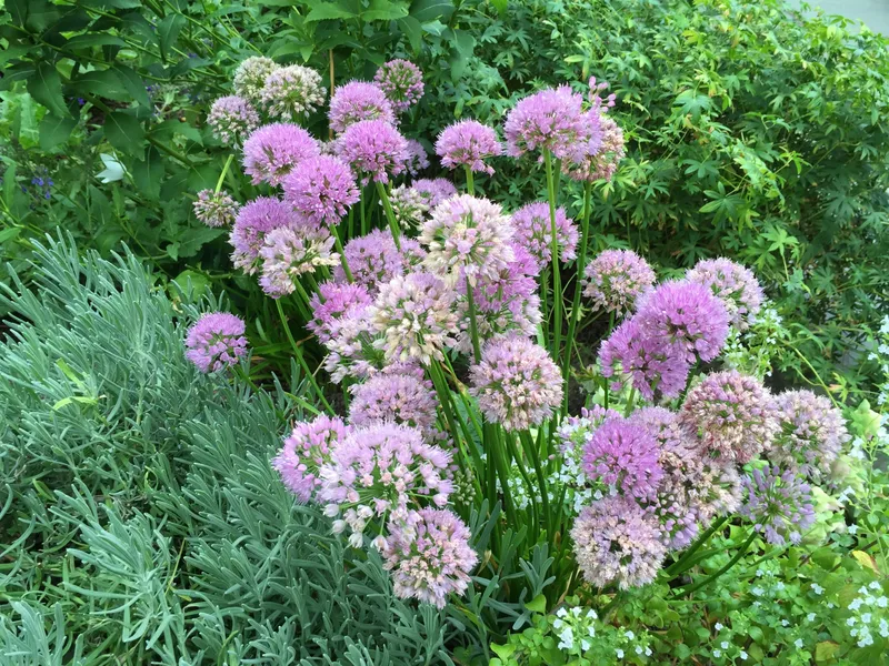 Alium