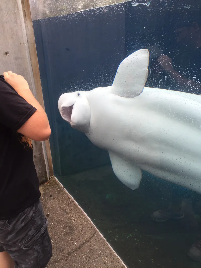 Naluark the Beluga Whale, Mystic Aquarium