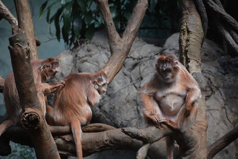 Javan Langur