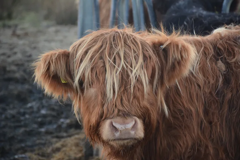 A Highland Cow, Isle of Skye