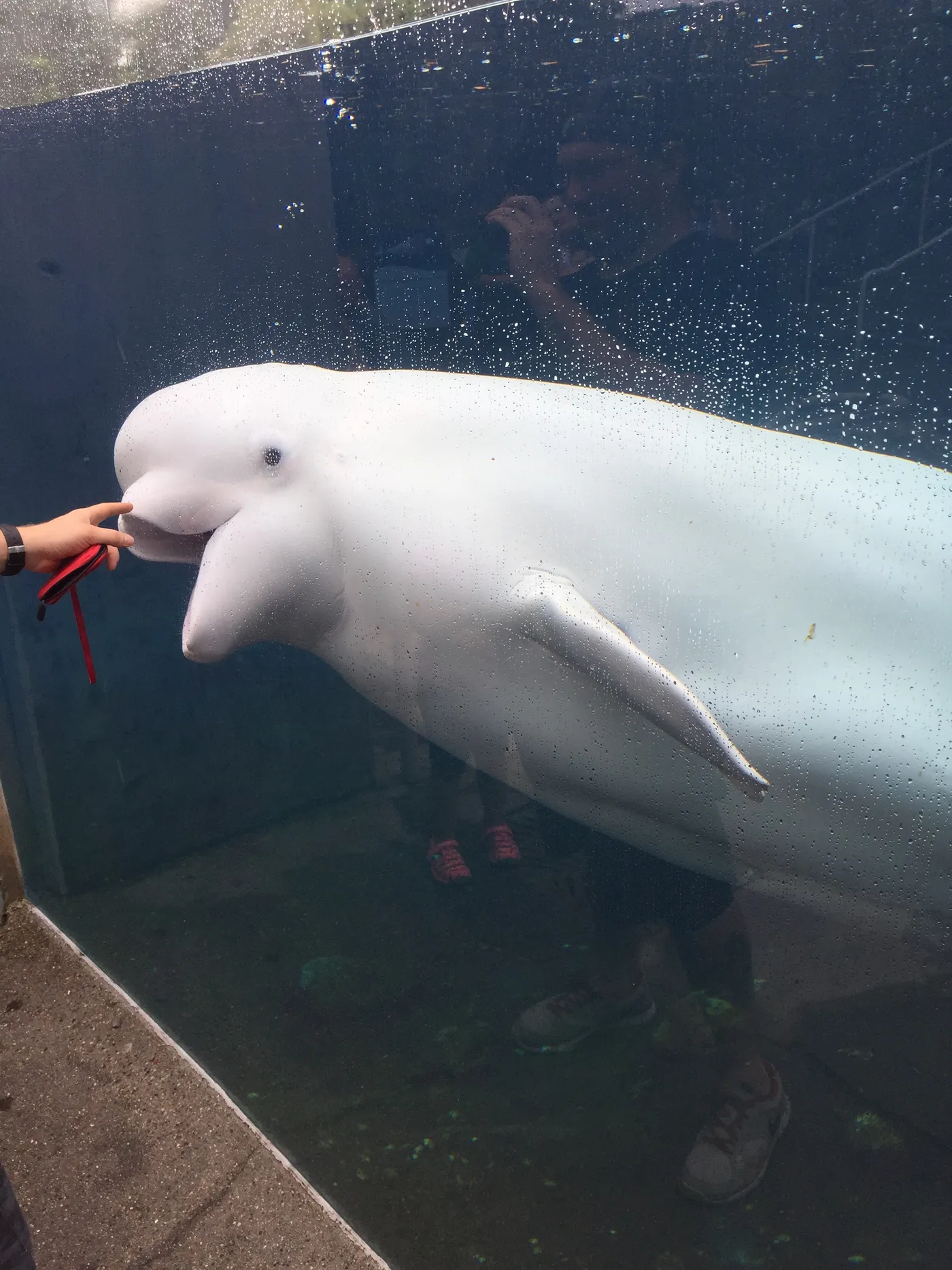 Kind of a Goofball, Mystic Aquarium