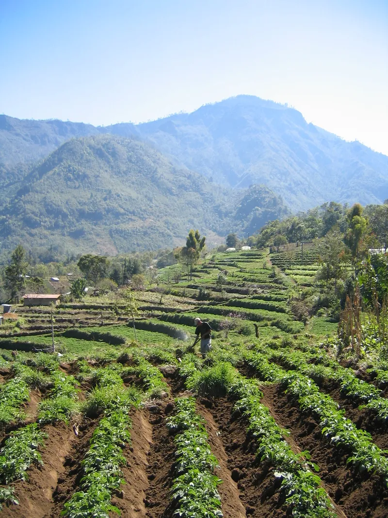 Terraces and Mountains