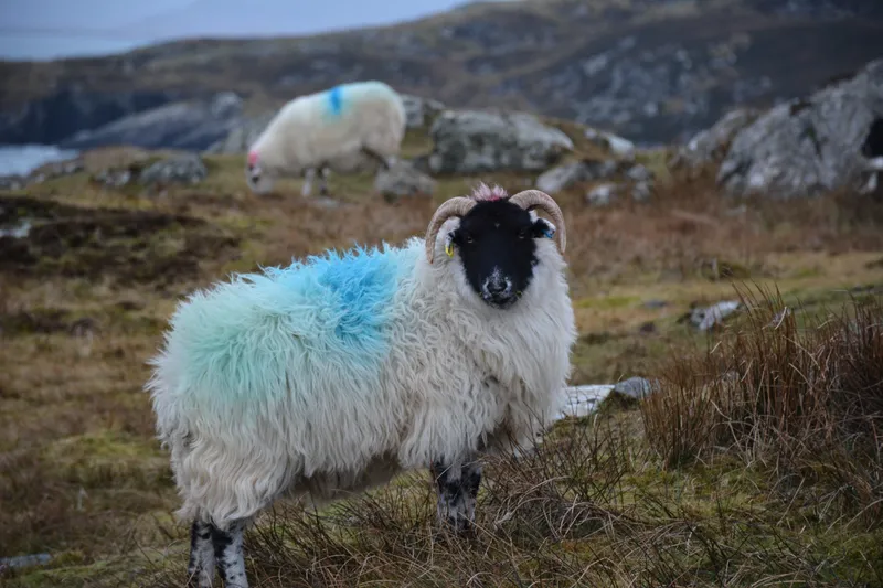 A punk sheep, Isle of Harris