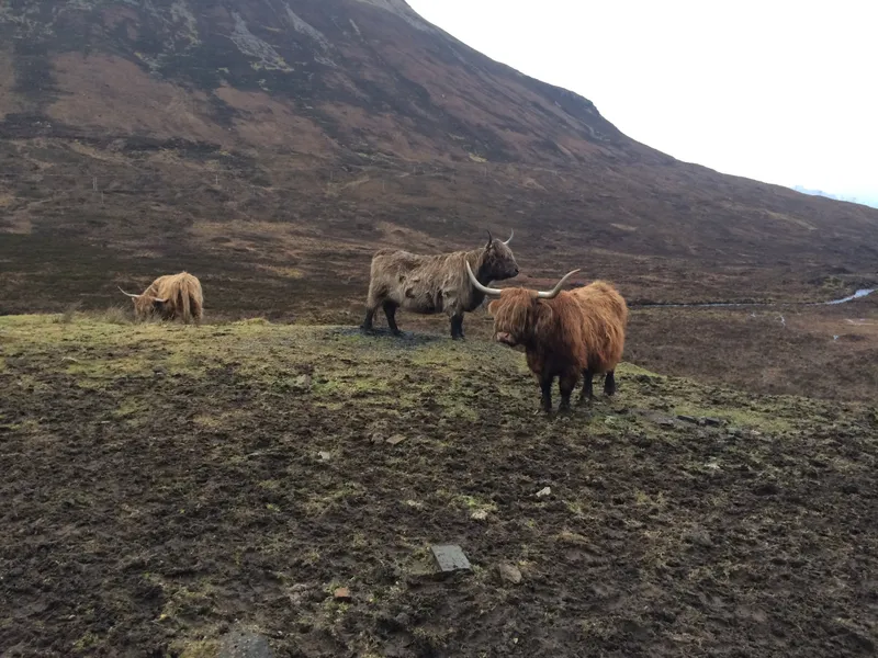 Heilan coo, Isle of Skye