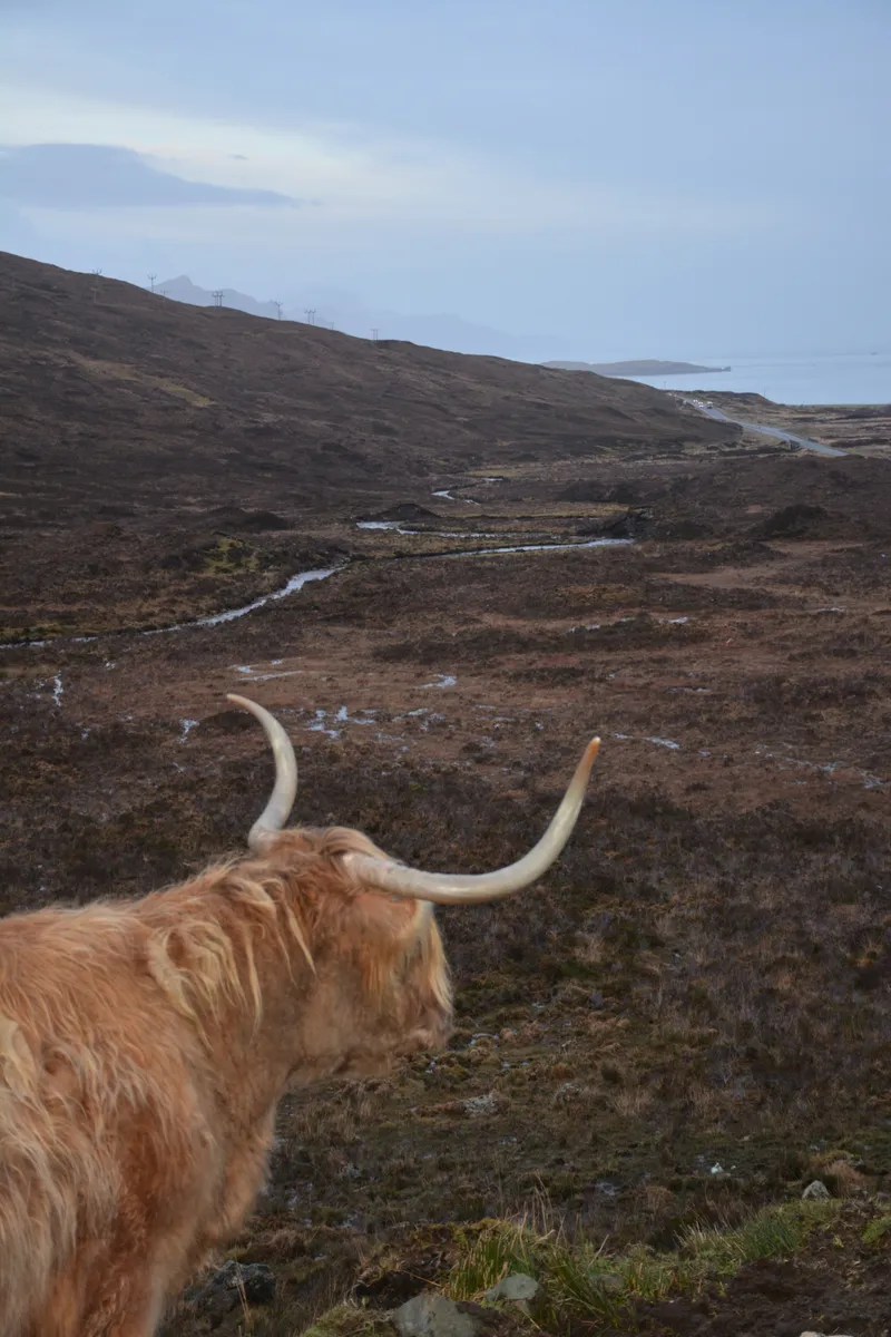Thoughtful Shaggy Cow, Isle of Skye