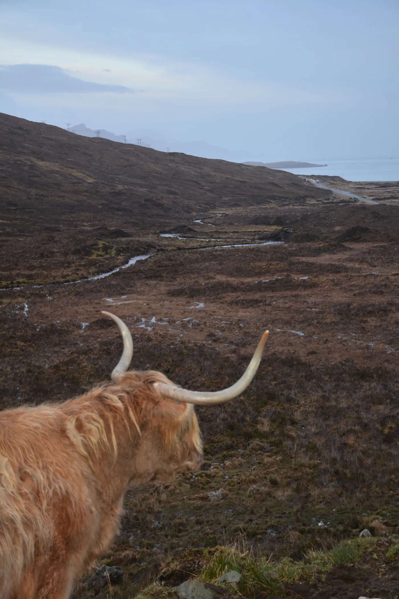 Thoughtful Shaggy Cow, Isle of Skye